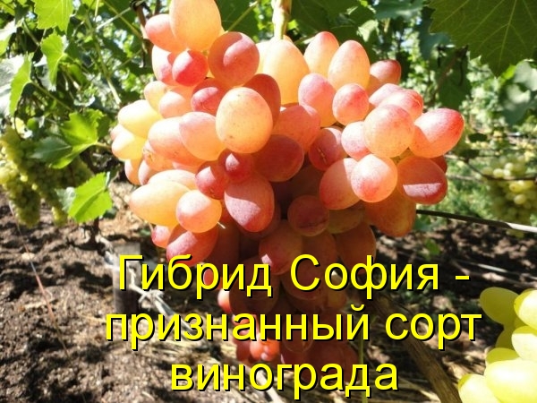 Гибрид София - признанный сорт винограда