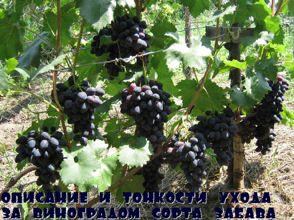 Описание и тонкости ухода за виноградом сорта Забава