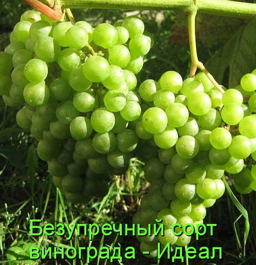 Виноград Идеал