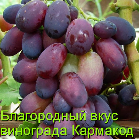 Благородный вкус винограда Кармакод