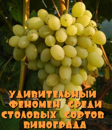 Удивительный Феномен среди столовых сортов винограда
