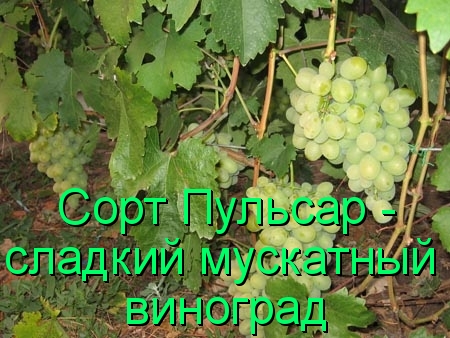 Сорт Пульсар - сладкий мускатный виноград