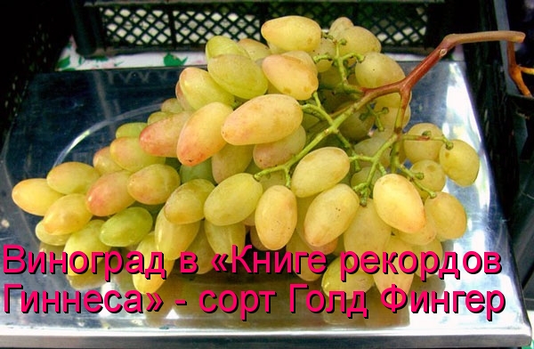 Виноград в «Книге рекордов Гиннеса» - сорт Голд Фингер