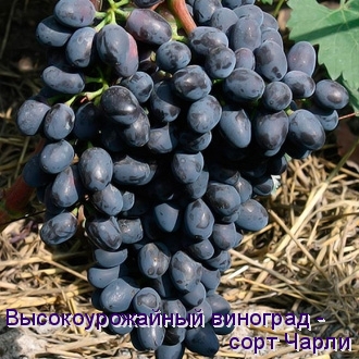 Виноград Чарли