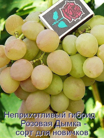 Виноград Розовая Дымка