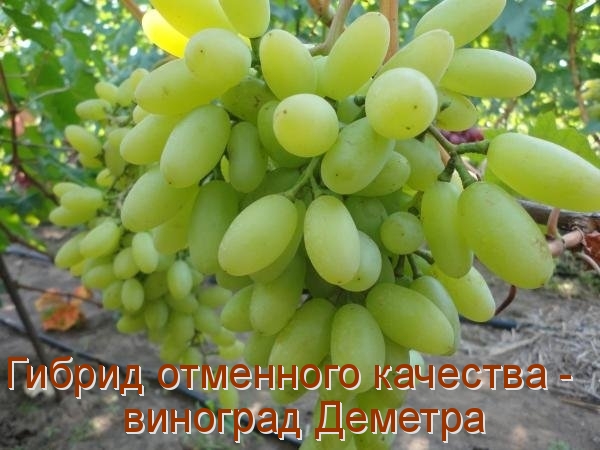 виноград деметра