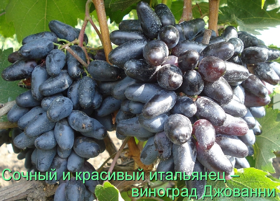 Сочный и красивый итальянец – виноград Джованни