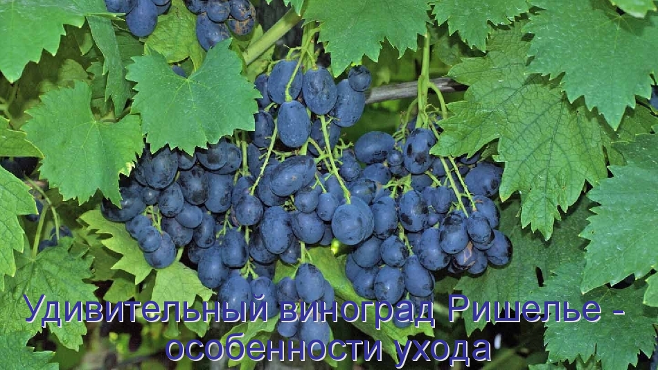 Удивительный виноград Ришелье - особенности ухода