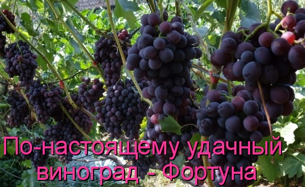 Виноград Фортуна