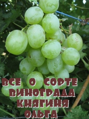 Все о сорте винограда Княгиня Ольга