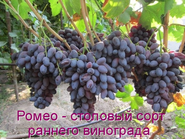 Ромео - столовый сорт раннего винограда