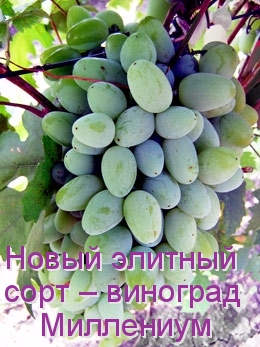 Новый элитный сорт – виноград Миллениум