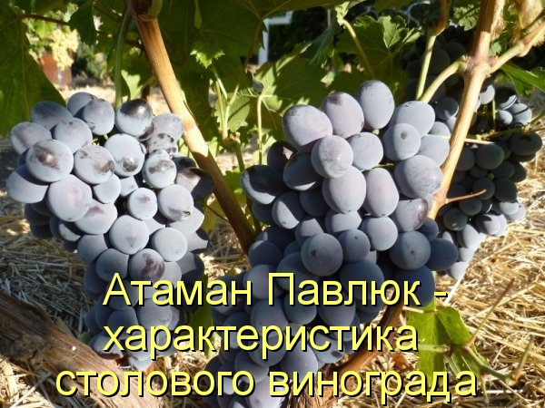 Атаман Павлюк - характеристика столового винограда