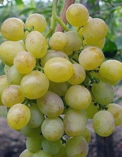 ягоды винограда Идеал