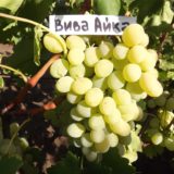 виноград вива айка