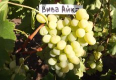 виноград вива айка