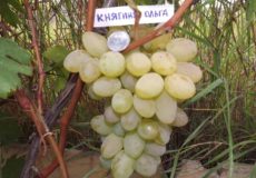 ягоды винограда княгиня ольга