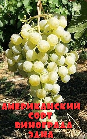 виноград эдна