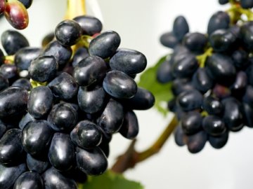 плоды винограда Чарли