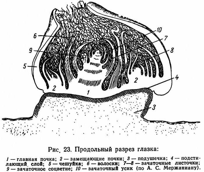 Строение глазка винограда