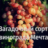сорт винограда мечта