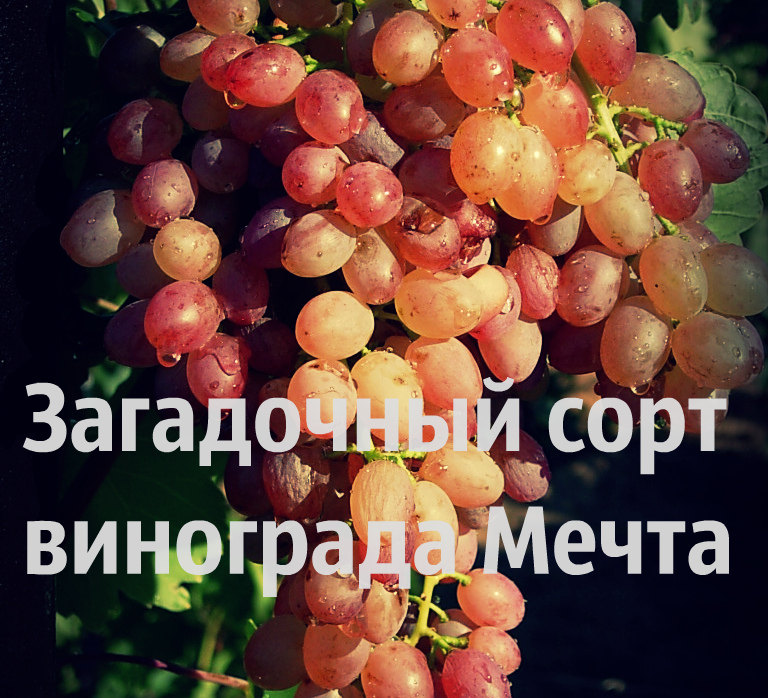 сорт винограда мечта
