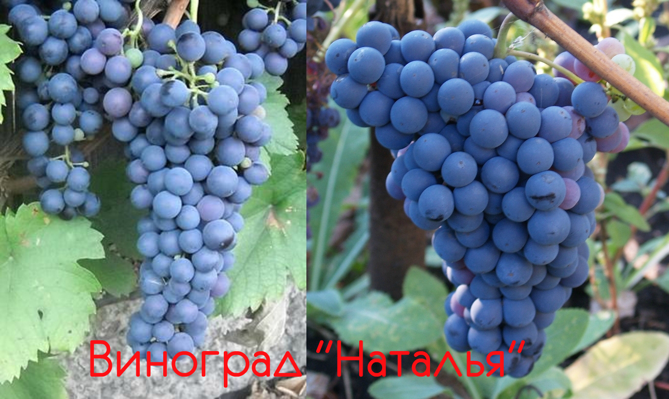 сорт винограда Наталья