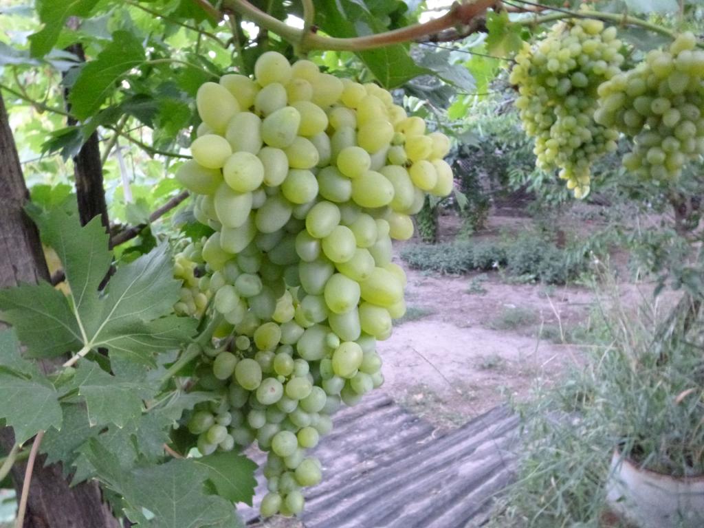 гроздь гордея
