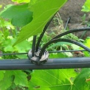 Особенности капельного полива винограда