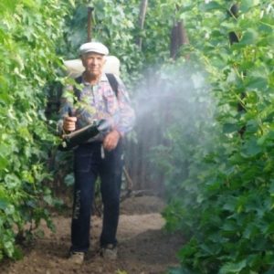 внекорневая подкормка винограда 
