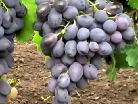 уход за виноградом фурор