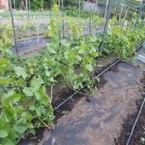 устройство капельного полива винограда