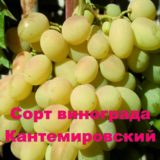 виноград Кантемировский
