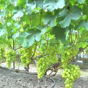 виноград аксинья уход