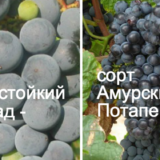 Амурский Потапенко виноград