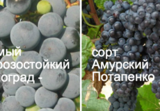 Амурский Потапенко виноград