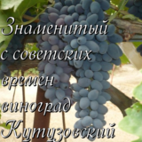 Знаменитый с советских времен - виноград Кутузовский