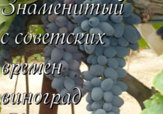 Знаменитый с советских времен - виноград Кутузовский