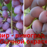 виноград зефир