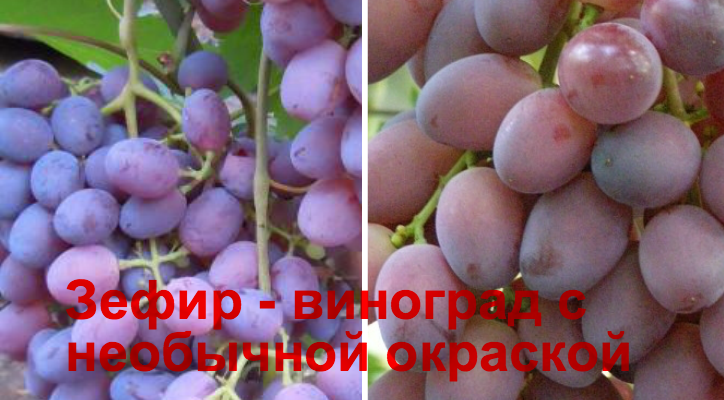 виноград зефир