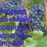Виноград Леон Мийо