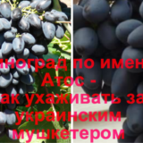 Виноград Атос