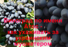 Виноград Атос