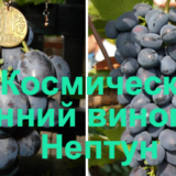 виноград Нептун