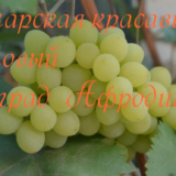 виноград Афродита