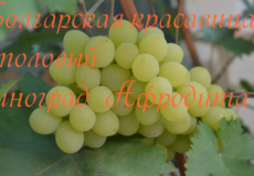 виноград Афродита