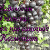 виноград Космонавт
