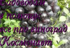 виноград Космонавт
