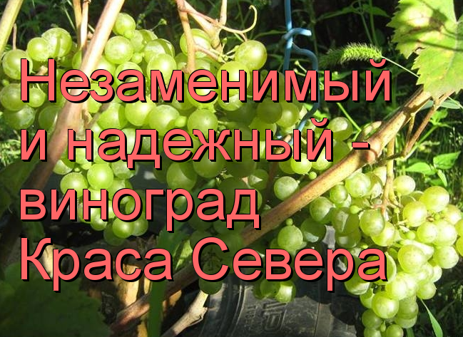 виноград Краса Севера