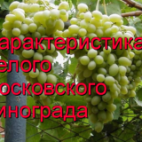 сорт Московский белый